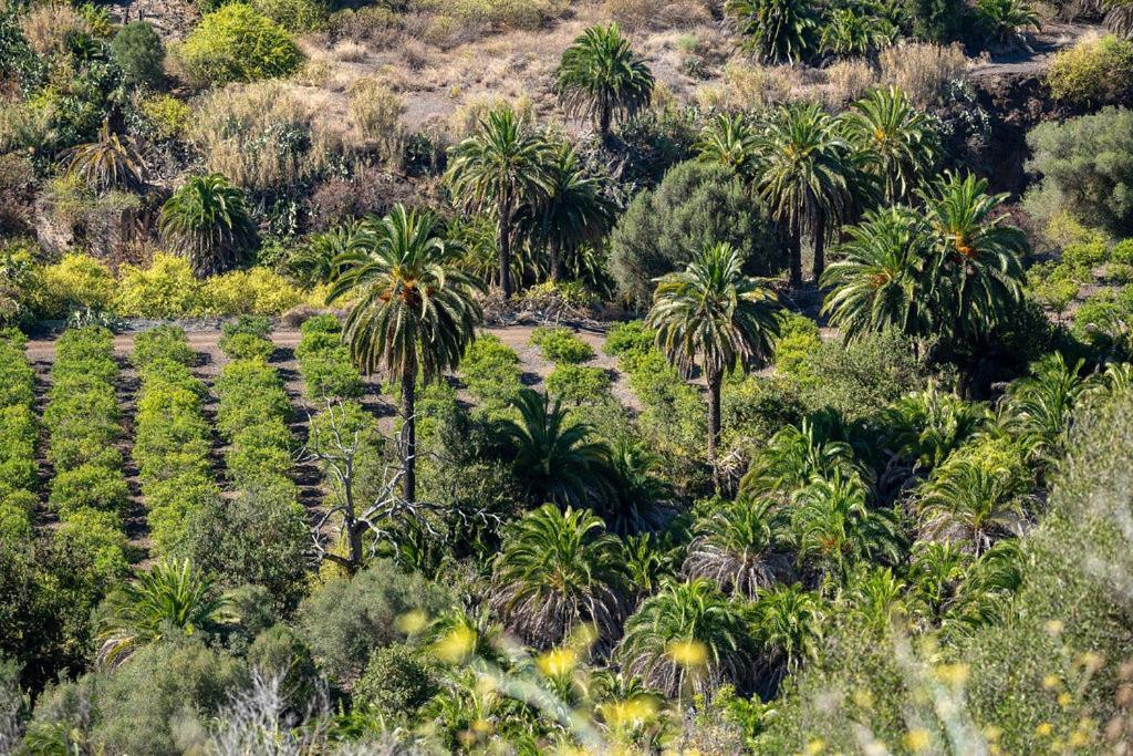 Cosy Bungalow Green Oasis Maspalomas  Kültér fotó